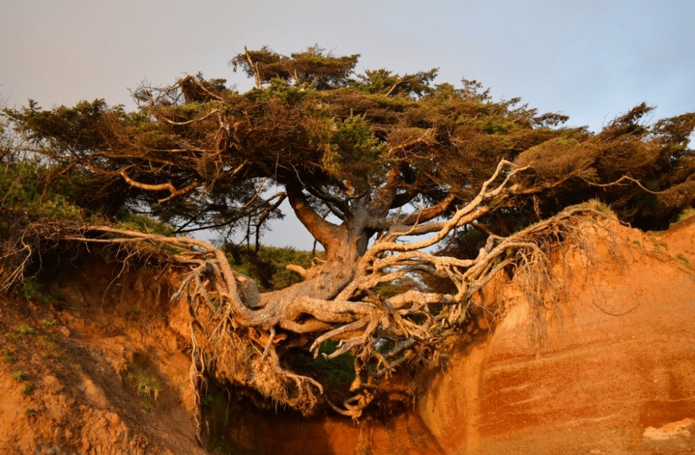 Kalaloch Tree of life - -Veerkracht - het wapen tegen burn-out