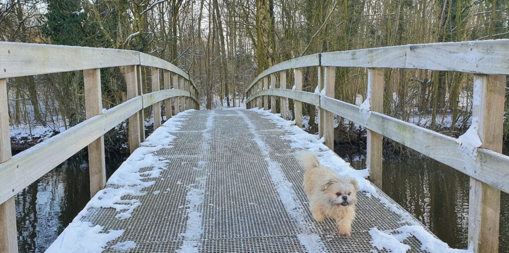 Binky op besneeuwde brug bij het bos